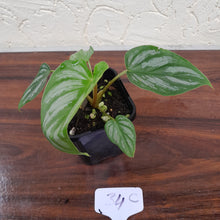 Load image into Gallery viewer, #34C Philodendron Mamei
