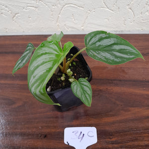 #34C Philodendron Mamei