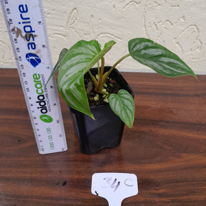 #34C Philodendron Mamei