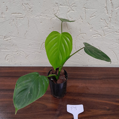#P5 Philodendron Eximium