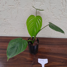 Load image into Gallery viewer, #P5 Philodendron Eximium