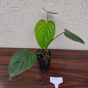 #P5 Philodendron Eximium