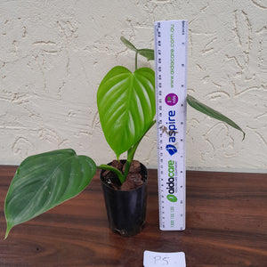 #P5 Philodendron Eximium