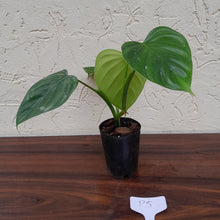 Load image into Gallery viewer, #P5 Philodendron Eximium