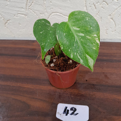 #42 Monstera Thai Constellation