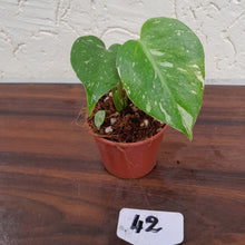 Load image into Gallery viewer, #42 Monstera Thai Constellation