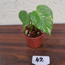 Load image into Gallery viewer, #42 Monstera Thai Constellation
