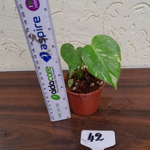 #42 Monstera Thai Constellation