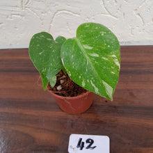 Load image into Gallery viewer, #42 Monstera Thai Constellation