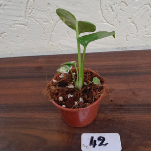 #42 Monstera Thai Constellation