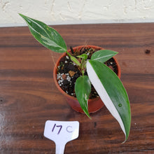 Load image into Gallery viewer, #17C Philodendron White Princess