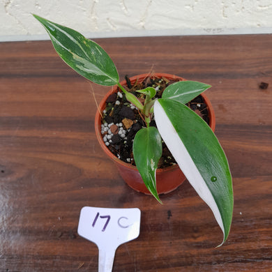 #17C Philodendron White Princess