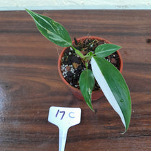 Load image into Gallery viewer, #17C Philodendron White Princess