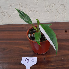 Load image into Gallery viewer, #17C Philodendron White Princess