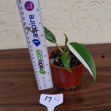 Load image into Gallery viewer, #17C Philodendron White Princess