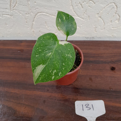 #131 Monstera Thai Constellation