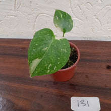 Load image into Gallery viewer, #131 Monstera Thai Constellation