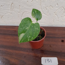 Load image into Gallery viewer, #131 Monstera Thai Constellation