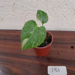 #131 Monstera Thai Constellation