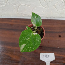 Load image into Gallery viewer, #131 Monstera Thai Constellation