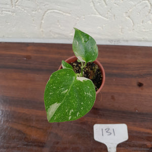#131 Monstera Thai Constellation