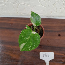 Load image into Gallery viewer, #131 Monstera Thai Constellation