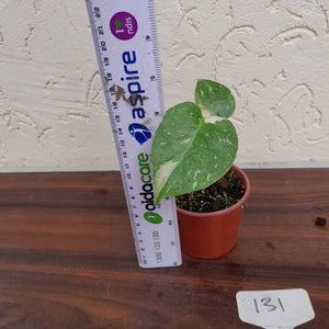 #131 Monstera Thai Constellation