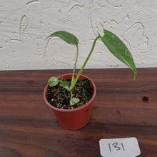 Load image into Gallery viewer, #131 Monstera Thai Constellation