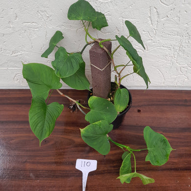 #110 Philodendron Fibraecataphyllum