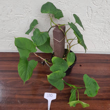 Load image into Gallery viewer, #110 Philodendron Fibraecataphyllum