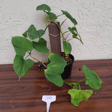 Load image into Gallery viewer, #110 Philodendron Fibraecataphyllum