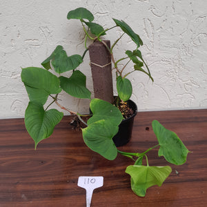 #110 Philodendron Fibraecataphyllum