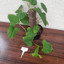 Load image into Gallery viewer, #110 Philodendron Fibraecataphyllum
