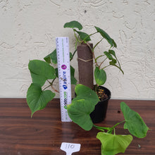 Load image into Gallery viewer, #110 Philodendron Fibraecataphyllum