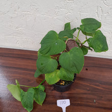 Load image into Gallery viewer, #110 Philodendron Fibraecataphyllum