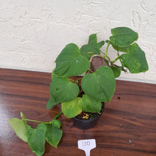 Load image into Gallery viewer, #110 Philodendron Fibraecataphyllum