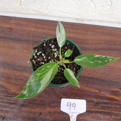 #99 Philodendron White Princess