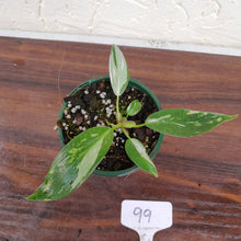 Load image into Gallery viewer, #99 Philodendron White Princess