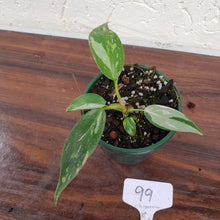 Load image into Gallery viewer, #99 Philodendron White Princess