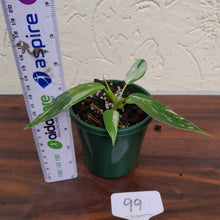 Load image into Gallery viewer, #99 Philodendron White Princess