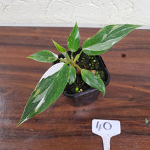 Load image into Gallery viewer, #40 Philodendron White Princess