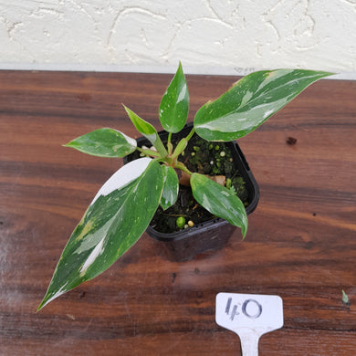 #40 Philodendron White Princess