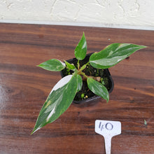 Load image into Gallery viewer, #40 Philodendron White Princess