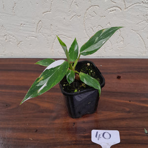#40 Philodendron White Princess
