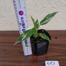 Load image into Gallery viewer, #40 Philodendron White Princess