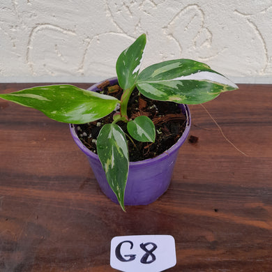 #G8 Philodendron White Princess