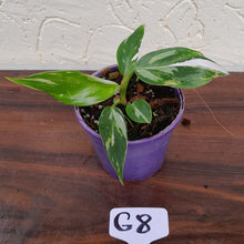 Load image into Gallery viewer, #G8 Philodendron White Princess
