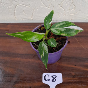 #G8 Philodendron White Princess