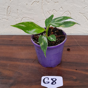 #G8 Philodendron White Princess