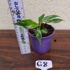 #G8 Philodendron White Princess
